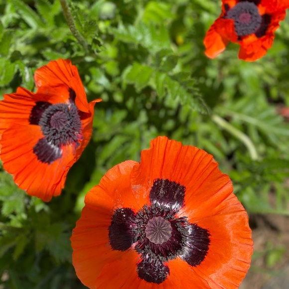 Meet your Posh Ambassador, Michelle!! - Picture 10 of 11